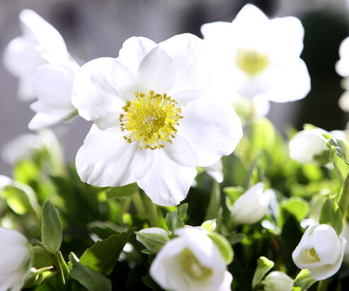 Christmas Rose with brilliant white starry flowers