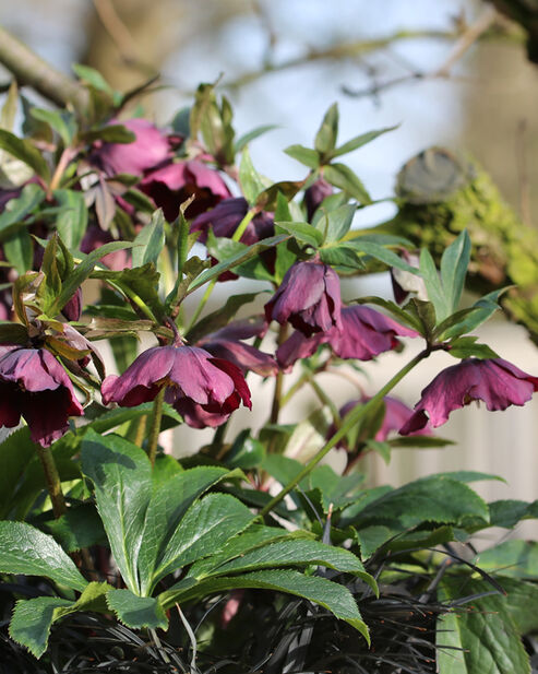 Lenten Rose in the January garden