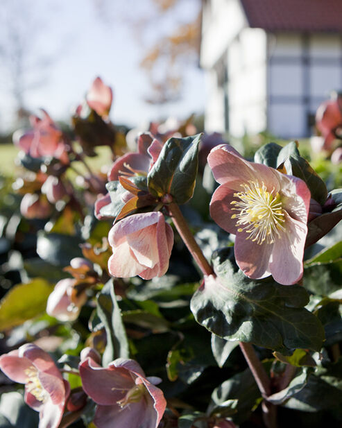 Snow Rose Maestro in the garden on a sunny December day