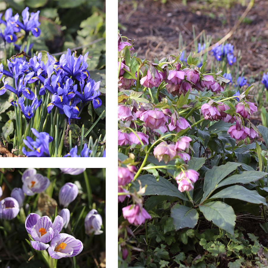 Along with other spring flowers, Snow Roses and Lenten Roses bring the first dashes of colour into the dormant garden.