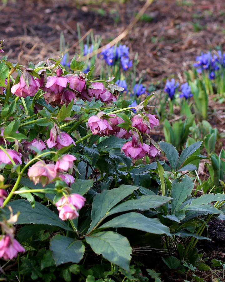 The pink-coloured double blooms of Lenten Rose Elly go wonderfully well with the blue iris (Iris reticulata) flowers.