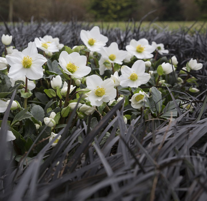 Christmas Rose Jubelio with snowy white flowers sandwiched between black mondo plants (Ophiopogon) in the garden